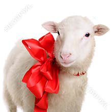 Sheep with bow