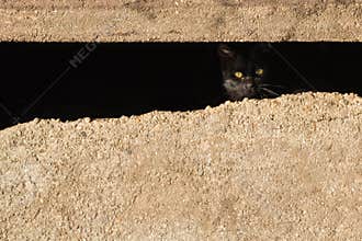 Black Cat Hiding in the Shadows