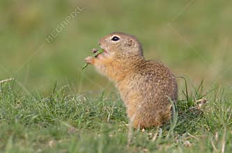 Spermophilus citellus