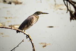 Great Heron