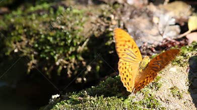Butterfly nature scene