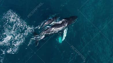 Aerial footage of a playful baby humpback whale (calf) swimming beside its mother in the ocean
