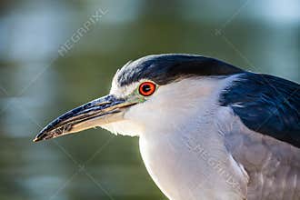 A Beautiful Black-Crowned Night-Heron