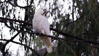 Wild yellow-crested cockatoo perching on a tree branch in daytime with blur background
