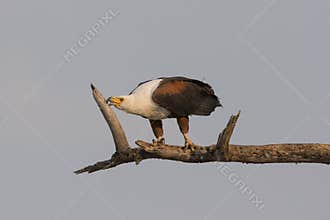 Sharpening my beak