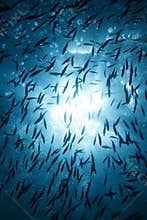 Sun_Fish