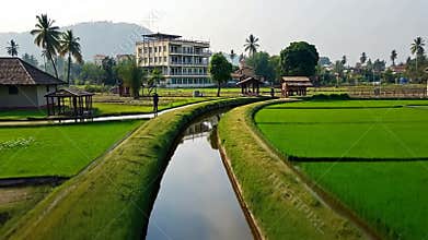 Rice paddy fields with canal, Asian agriculture and rural scene stock footage Generative AI