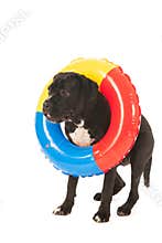 Summer dog with inflatable swimming toy