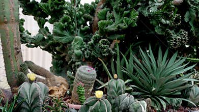 Large yellow flowers of California opuntia cacti.