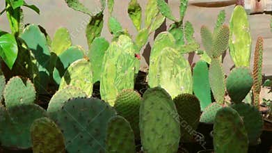 Large yellow flowers of California opuntia cacti.