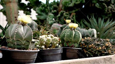 Large yellow flowers of California opuntia cacti.
