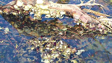Hermit crabs with long shells in Khao Lak Thailand