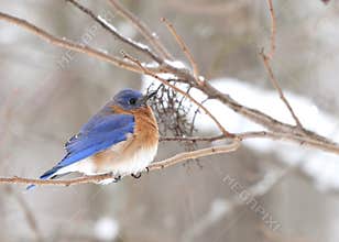 Eastern Bluebird