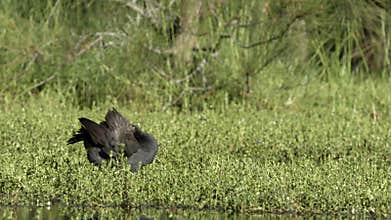 A dusky moorhen forages and preens its feathers in amongst the water plants.