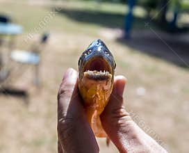 piranha teeth