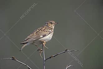 Wood lark, Lullula arborea,
