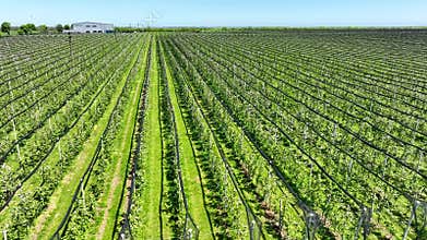 An apple orchard planted using modern horticultural techniques. Drone view. Green garden planting with a protective structure