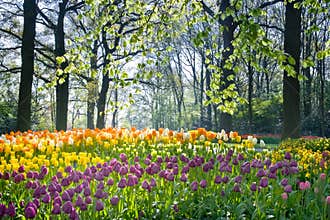 Spring flowers in april light