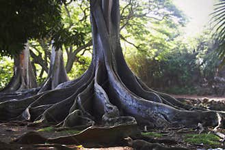 Jurassic Park Trees