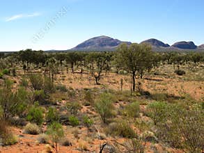 The Olgas and desert vegetation