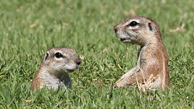 Alert ground squirrels