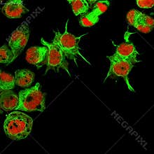 Cells under microscope