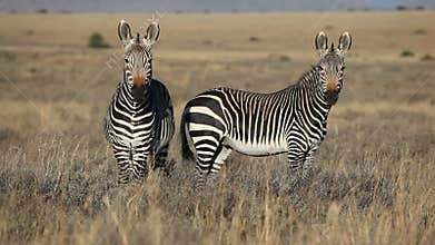 Cape Mountain Zebras
