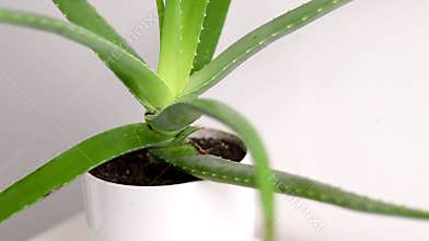Aloe vera plant growing in a white pot on a dresser in a room at home, white wall background
