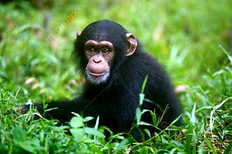 Chimpanzee