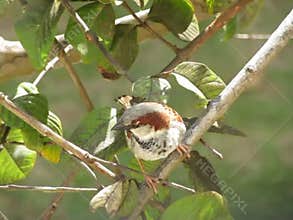 House Sparrow Singing