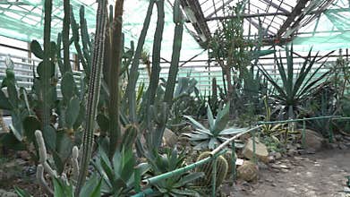 Cacti of different types, shapes and sizes. Succulent plants. Flowers with thorns.