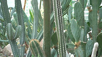 Cacti of different types, shapes and sizes. Succulent plants. Flowers with thorns.