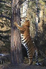 Scratching post