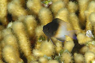 Bicolor Damselfish - Bonaire
