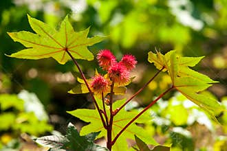 Castor oil plant detail