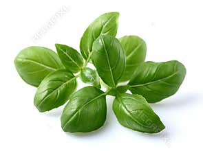 Basil leaves