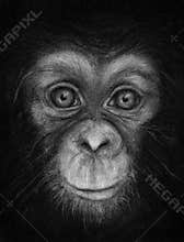 Young Chimpanzee Face Sketch