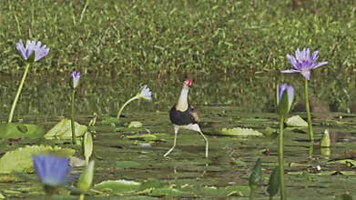A comb crested jacana hunts for food on lily pads in a pond in a wetland.