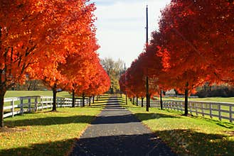 Road to Fall