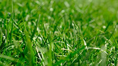 Lawn grass close-up in the yard. Selective focus.