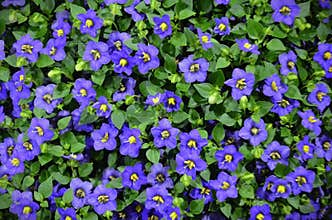 Purple flowers of exacum affine