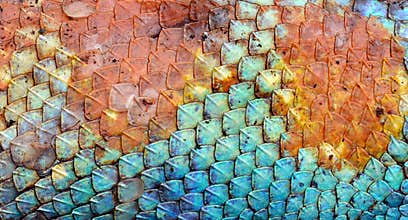 Dragon skin pattern texture