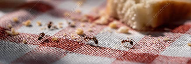 Trail of Ants Marching on a Picnic Cloth Among Scattered Food Crumbs on a Sunny Afternoon Generative AI