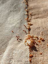 Ants Marching Over a Picnic Cloth Searching for Food Crumbs in a Sunny Outdoor Setting During a Summer Gathering
