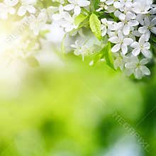 Cherry flowers in sun light on green background