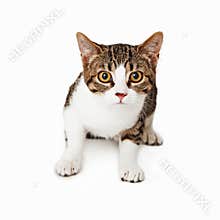 Cautious tabby kitten looking at camera