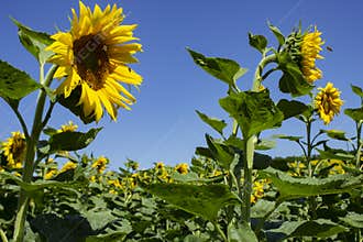 Sunflower Field Under Clear Blue Sky with Bees Pollinating