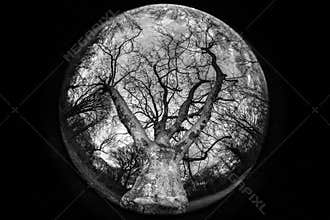 Big tree