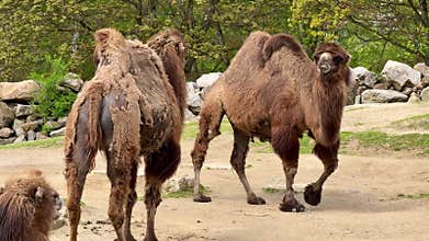 Bactrian Camels Residing in Their Natural Habitat in the Vast Deserts and Landscapes Around Them