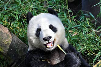 Giant panda having lunch at San Diego zoo